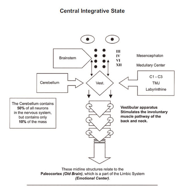 central integrative state