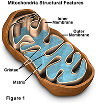 mitochondriafigure1 2