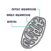 membrane 2