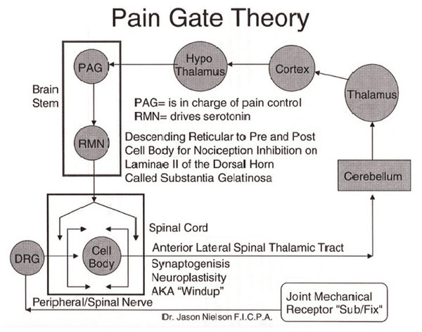 paingate_theory