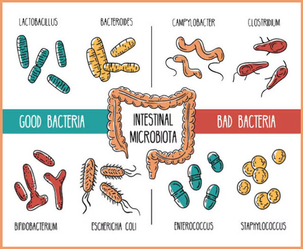 microbiota