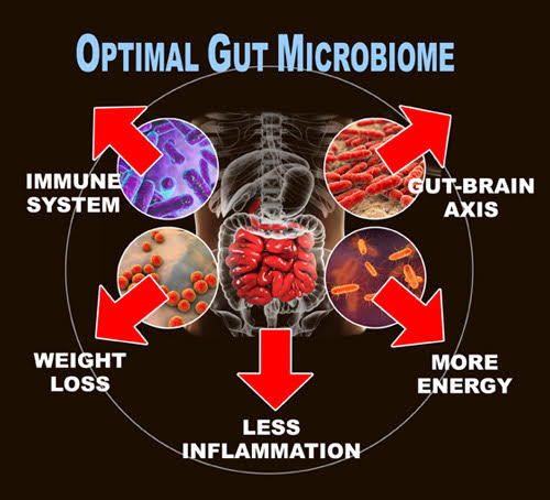 optimal_gut